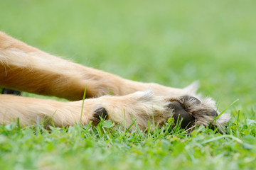 brown dog paw  lying on meadow