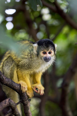 Naklejka na ściany i meble Capuchin monkey 