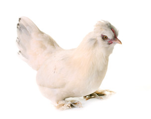 white Sultan chicken