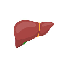 Human liver anatomy