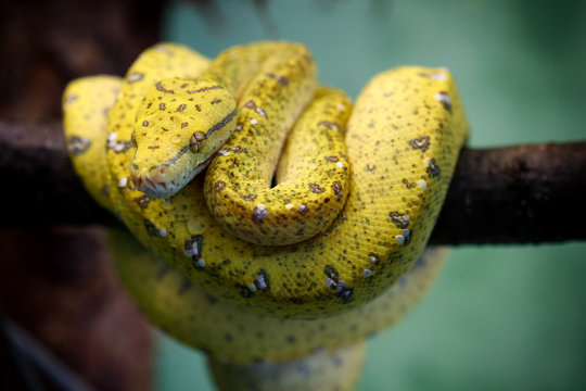 green tree python for sale canada