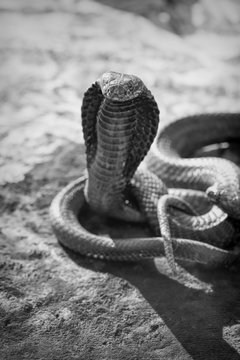 Cobra snake tourist attraction