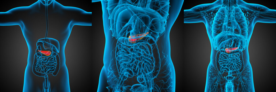 3d rendering medical illustration of the pancrease