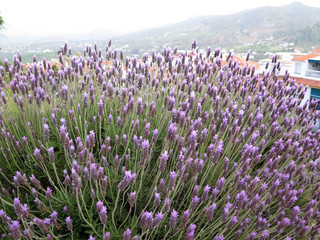 Large display of lavender flowers