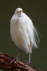 Close-up portrait of a white Cattle egret (Bubulcus ibis) standing on a branch.