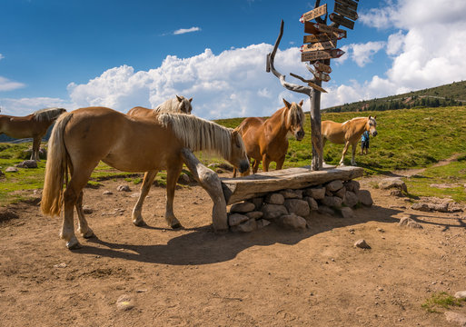 cavalli purosangue al pascolo. val sarentino. alto adige, italia
