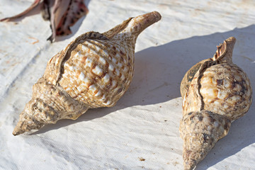 Big shells on fish market Morocco
