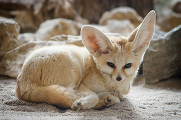 Close-up of a Fennec fox (Vulpes zerda).