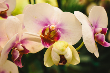 Fototapeta premium Beautiful Cymbidium orchid