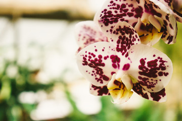 Beautiful Cymbidium orchid