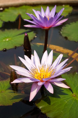 Blooming lotus flower in the pond