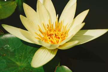 Blooming lotus flower in the pond
