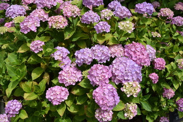 パンピンク（アジサイ）