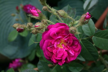 Moosrose Nuits de Young