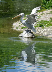 Pelikan mit ausgebreiteten Flügeln