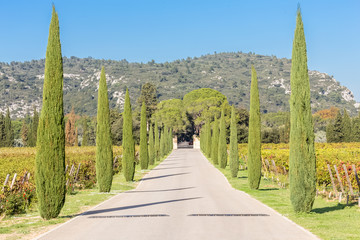  paysage provençal, allée de cyprès parmi les vignes, domaine viticole 