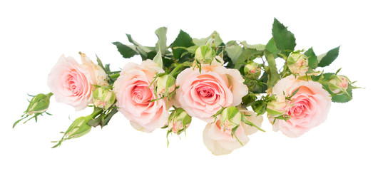 Pink blooming fresh roses row with buds and leaves isolated on white background