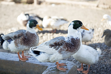 Group of ducks on the farm