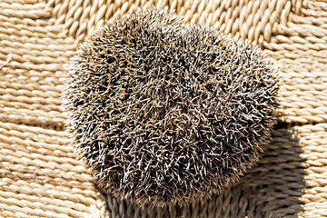 Closed hedgehog on the chair