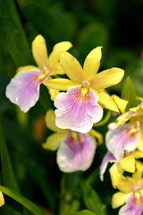 Fototapeta premium Miltonia hybrida (Miltonia regnellii)