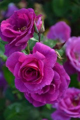 Rosenblüten dunkelviolett 10