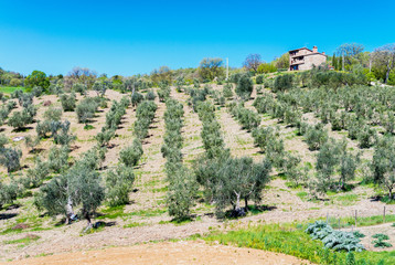 Beautiful spring meadows in Tuscany