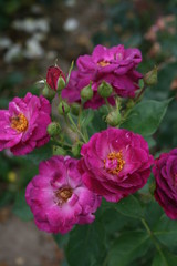 Obraz premium blaue Ramblerrose 2