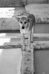 Dog in Morocco