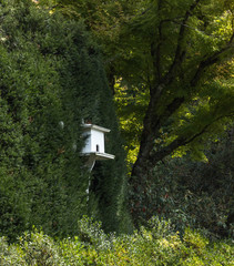 White wooden bird house in lush garden