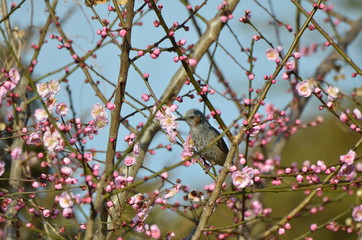 ヒヨドリと梅の花