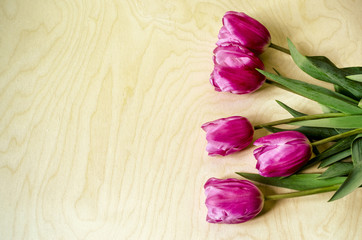 Vertical border of half-opened flowers purples tulips on background light plywood 
