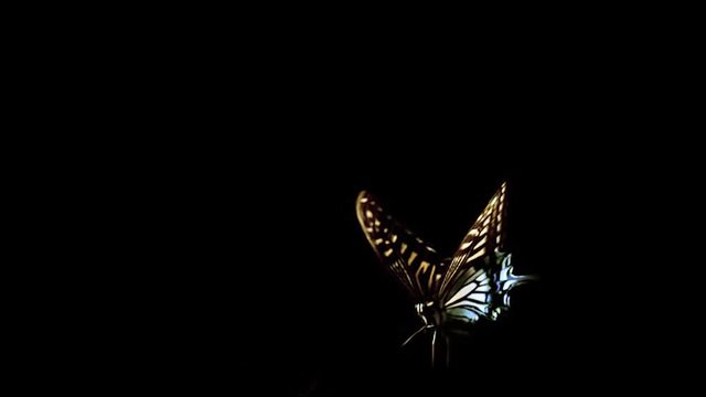 アゲハチョウの飛翔：スーパースロー映像