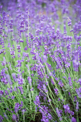 Lavender growing in a field. Lavender is a beautiful aroma herbal flower. Close-up view lavenders