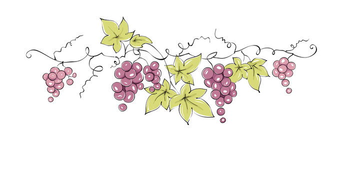 Design elements -- vine / Color vector illustration, dark red grapes -- drawing, sketch
