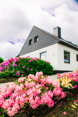 flowers in the garden