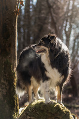 Hundespaziergang im Wald
