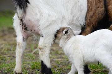 Fototapeta premium goat kid suck in the nature