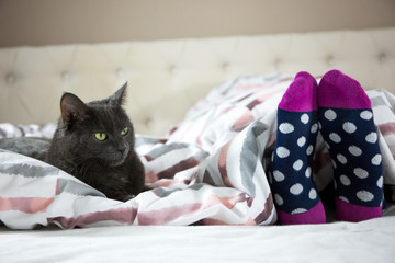 S&uuml;&szlig;es K&auml;tzchen K&auml;tzchen im Bett 
