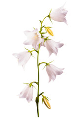 White bell flower_11