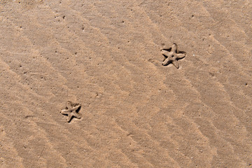 background starfish on the sand
