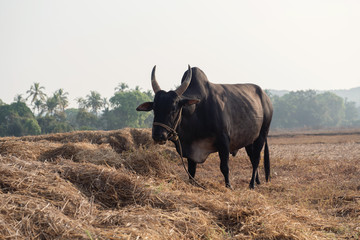 Black bull in India