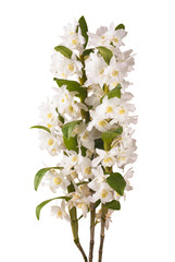 White dendrobium nobile_2