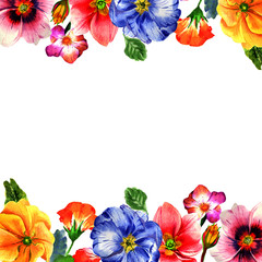 Wildflower primula flower frame in a watercolor style isolated.