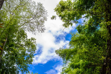 Trees branches on blue sky