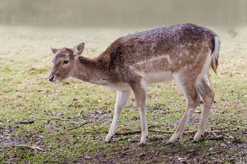 Naklejka na ściany i meble young deer standing on a field on a misty morning