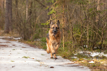 Cheerful German Shepherd dog runs in the spring forest with a stick in the teeth