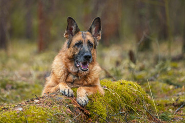 The dog of German shepherd breed lies on a fallen tree covered with green moss. Spring forest.