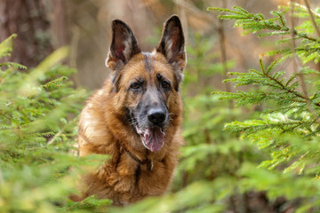 Dog sits in the forest among young firs. Close-up portrait. Spring forest.