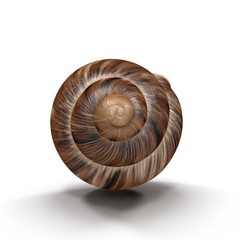 Marginata Shell on white. 3D illustration