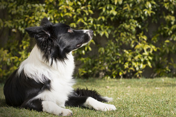Obraz premium Border collie puppy dog, relaxed in the garden